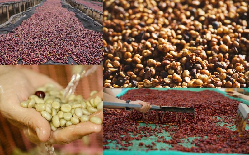 A triptych showing coffee cherries in three different states: washed clean, drying in the full fruit (natural), and with some pulp left on (honey).